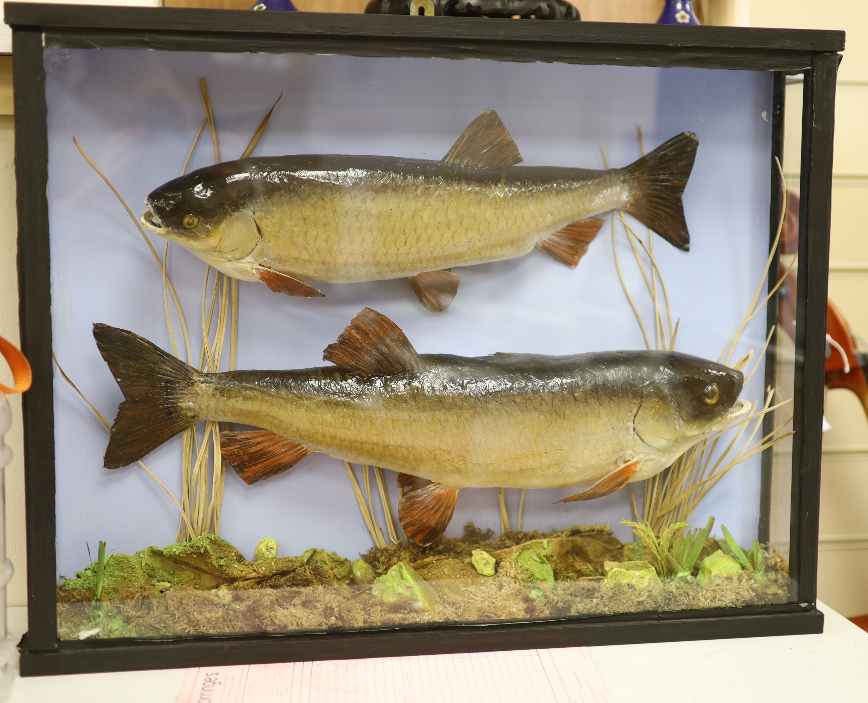 Two cased taxidermy carp in natural riverbed setting, overall length 61cm